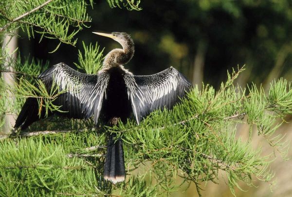 Florida Anhinga in spread-wing posture behavior